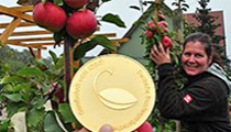 Prämiertes Obst wartet auf die Besucher des Apfelfestes