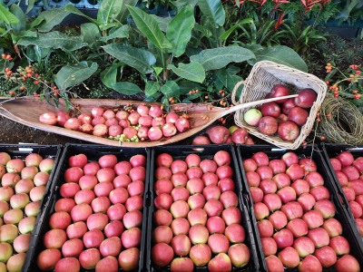 Buga-Äpfel 2021 vom Obstgut Triebe