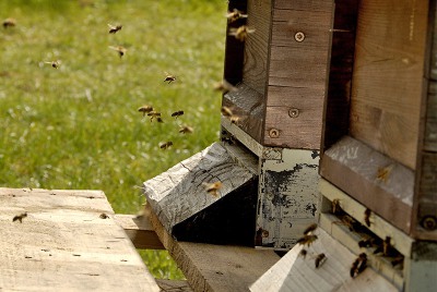 Honigbienen beim Flug in den Stock Honigbienen beim Flug in den Stock