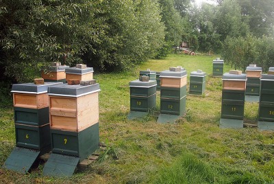 Bienenstöcke Obstgut Triebe Bienenstöcke Obstgut Triebe