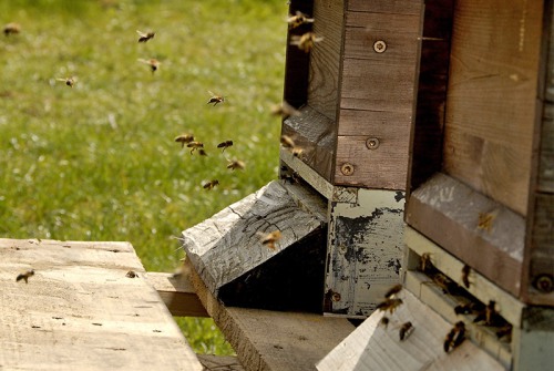 Honigbienen beim Flug in den Stock