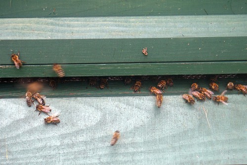 Bienen beim Einflug in den Stock