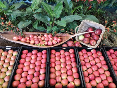 Buga-Äpfel 2021 vom Obstgut Triebe Buga-Äpfel 2021 vom Obstgut Triebe