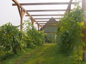 Weinspalier auf dem Obstgut Weinspalier auf dem Obstgut