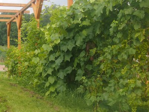 Weintrauben auf dem Obstgut Triebe Weintrauben auf dem Obstgut Triebe