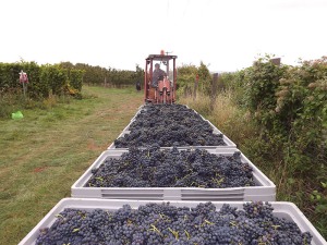 Rotweintrauben frisch geerntet Rotweintrauben frisch geerntet