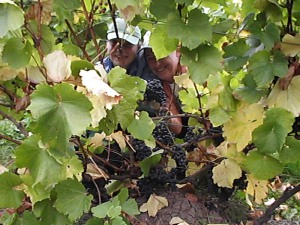 Erntehelfer bei der Arbeit Erntehelfer bei der Arbeit