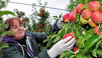 Äpfel pflücken im Sekundentakt Obstgut Triebe