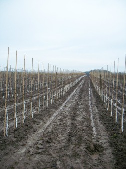 Obstanbauflächen Herbst 2015 ELER gefördert