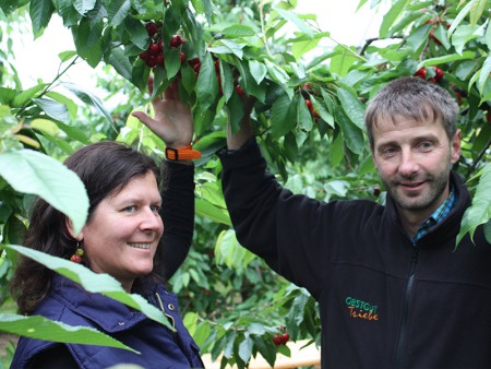 Elfi und Lars Triebe bei der Kirschernte
