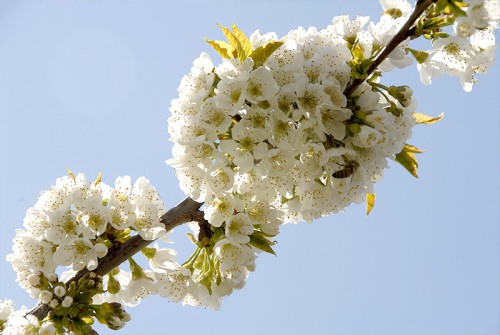 Triebes Honigbienen bei der Arbeit