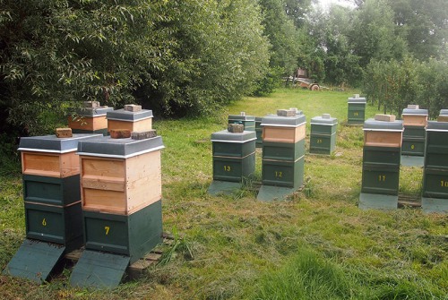 Bienenstöcke Obstgut Triebe