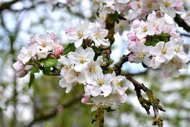 blühender Apfelbaum