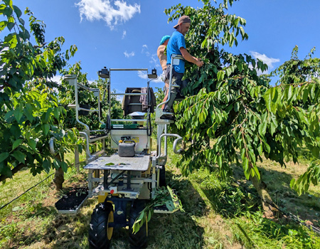 Obstbau
