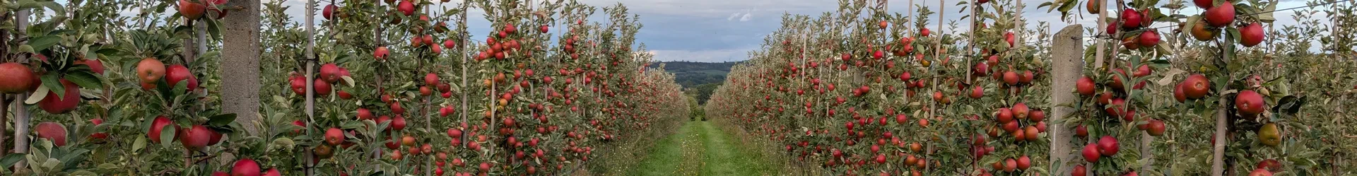 Obstgut Triebe - Blick auf die Apfelplantage