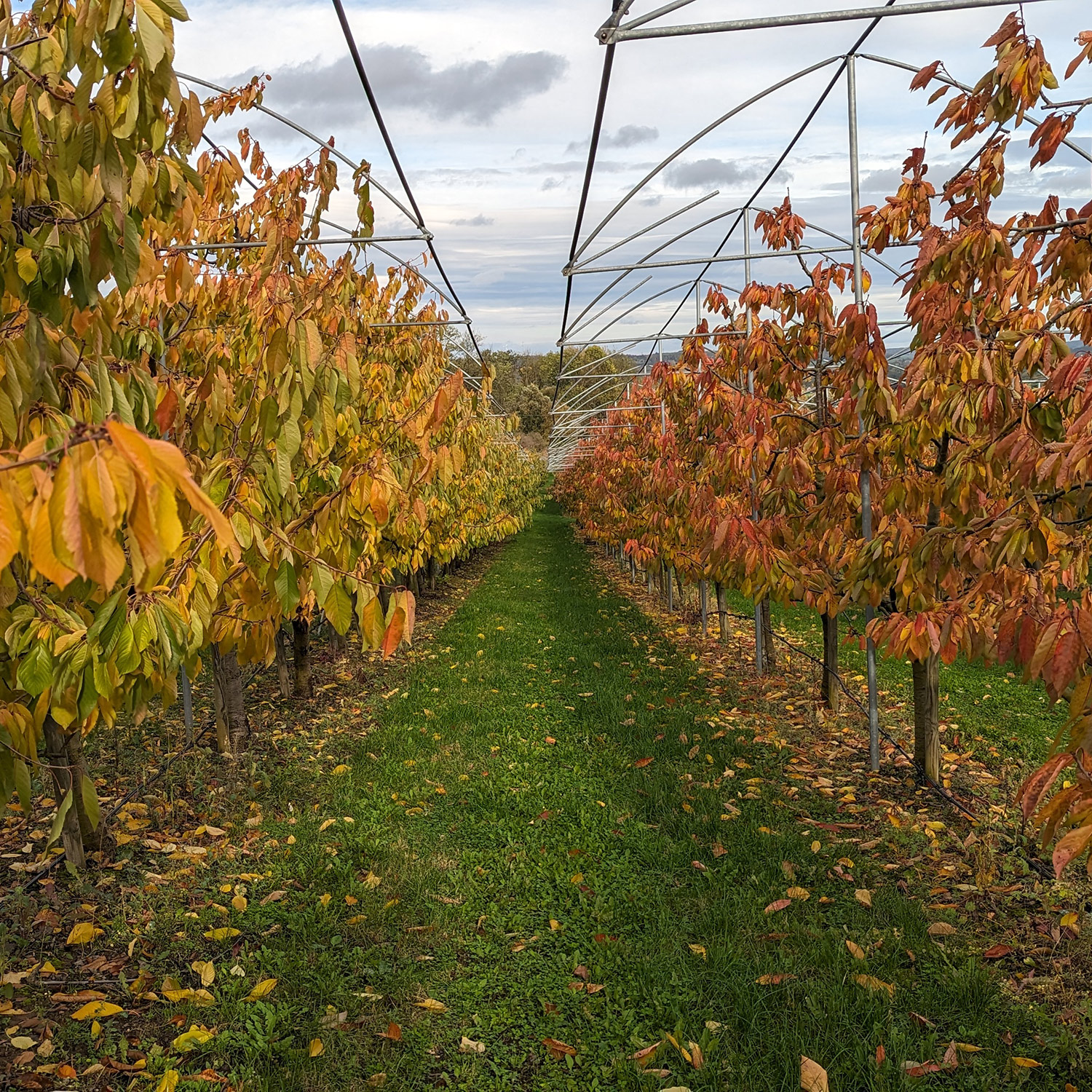 Herbstimpression-Obstgut-Triebe