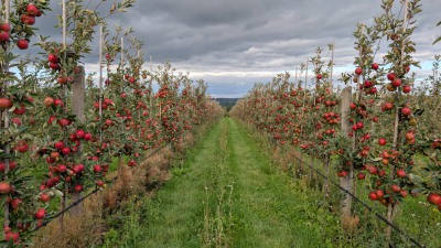 Blick in die Apfelplantage des Obstgut Triebe