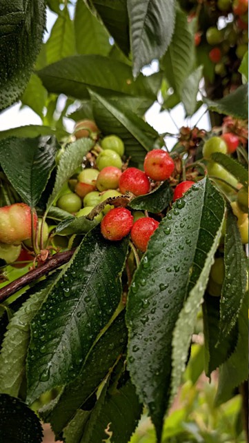 Obstgut Triebe – 