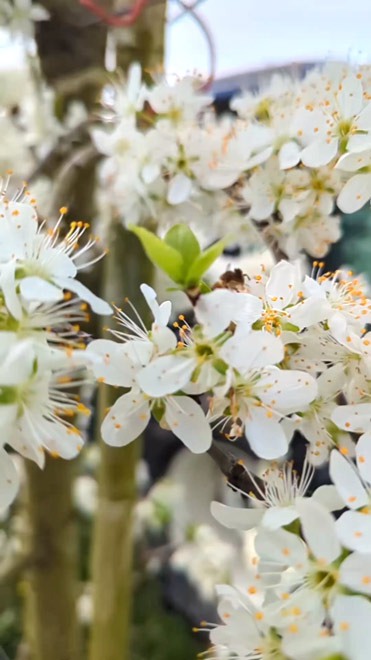 Blütenpracht auf dem Obstgut Triebe