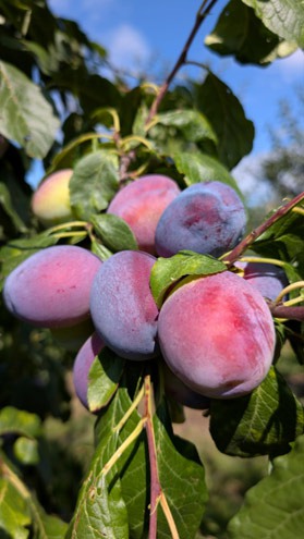 Obstgut Triebe – 