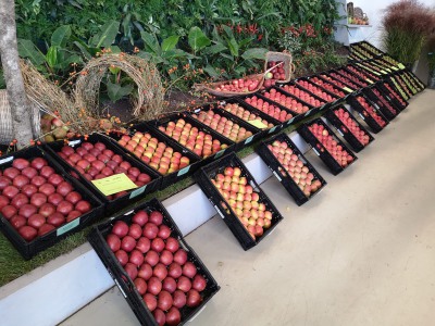 Buga 2021 Äpfel und Birnen vom Obstgut Triebe Buga 2021 Äpfel und Birnen vom Obstgut Triebe