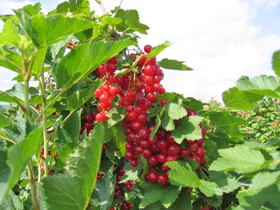 Rote Johannesbeeren am Strauch Rote Johannesbeeren am Strauch