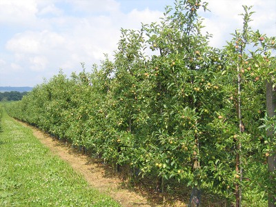 Anbaufläche Birnen Anbaufläche Birnen