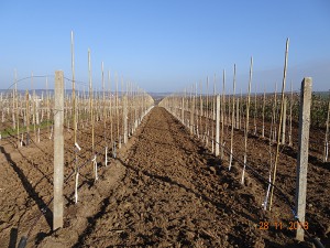 Tröpfchenbewässerung ELER gefördert 2018