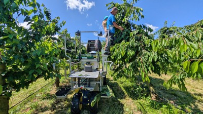 Obsternte auf dem Obstgut Triebe