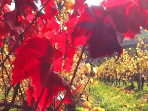 Rotwein- und Weißweinstöcke