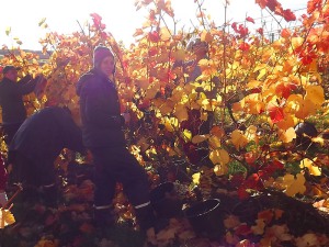 bei der Weinernte