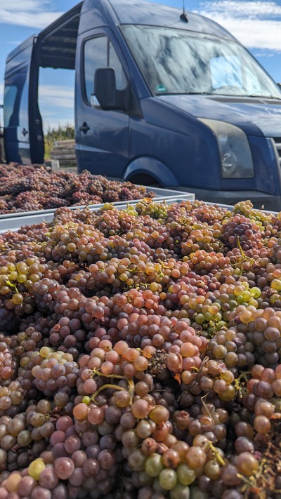 Weinernte_ObstgutTriebe Weinernte_ObstgutTriebe