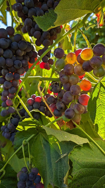 Weinreben2_ObstgutTriebe Weinreben2_ObstgutTriebe
