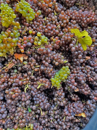 Weinreben_ObstgutTriebe Weinreben_ObstgutTriebe
