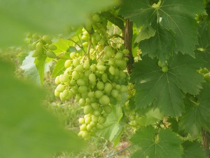 Weintrauben auf dem Obstgut Triebe